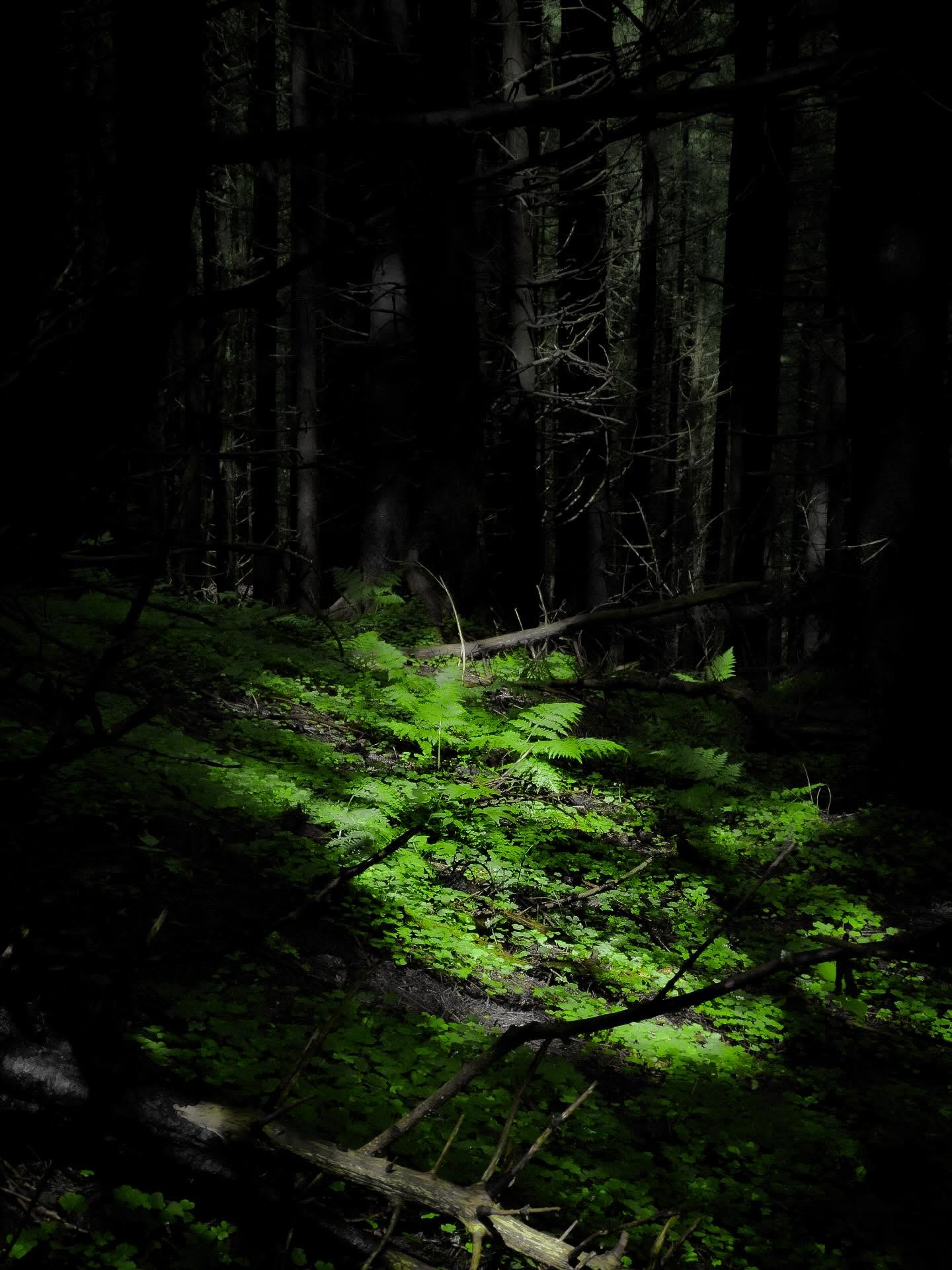 Ciemny las